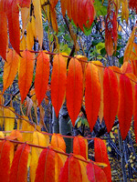 Autumn, Audubon Marshfield